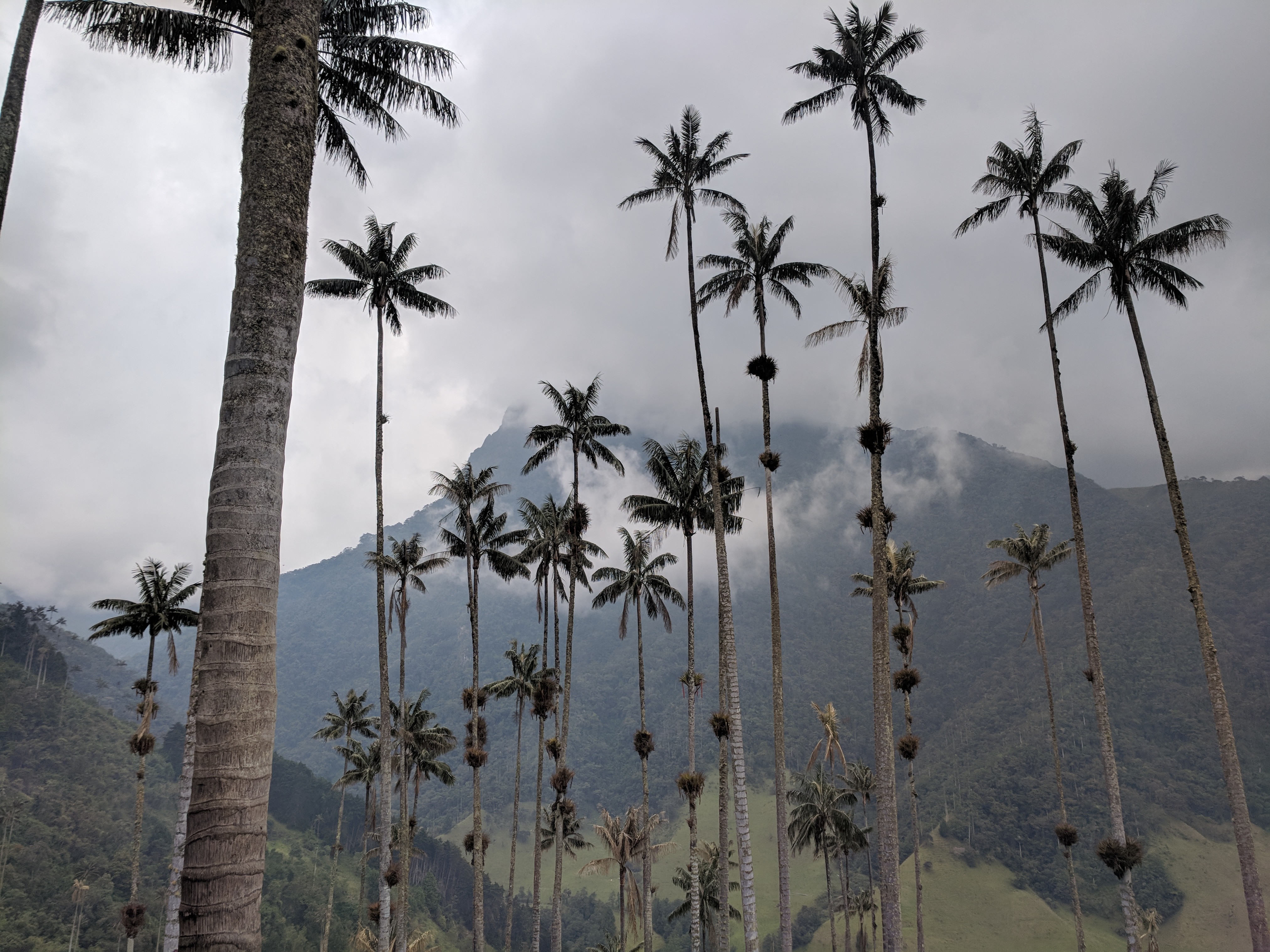 Hiking the Cocora Valley in Colombia